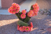 Cactus flowering, Sun City West