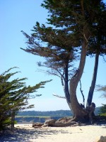 Carmel Monterey Cypress
